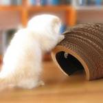 Cardboard Cat Cocoon