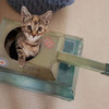 Cardboard Cat Tank Playhouse