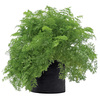 Carrot Grow Bag