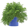 Carrot Grow Bag