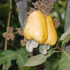 O.N.E. Cashew Juice