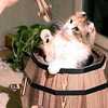 Cat Barrel Playhouse