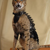 Cat Battle Armor