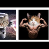 Cat Bods Play Cube