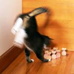 Cat Bowling Game - 10 Wooden Pins and Laser Pointer - Cat Not Included