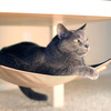 Cat Crib - Cat Hammock For Chairs