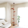 Cat Forest Climbing Tree