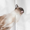 Cat Napkins