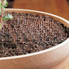Cat Scat Mats for Houseplants and Gardens