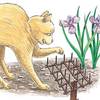 Cat Scat Mats for Houseplants and Gardens