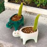 Cat Tail Cactus Planter