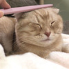 Cat Tongue Grooming Brush