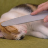 Cat Tongue Grooming Brush