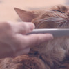 Cat Tongue Grooming Brush