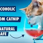 Cat Wine Pawty Pack - Liquid Catnip for Cats