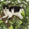 CatHaven - Cat Climbing Tree With Leaves