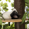 CatHaven - Cat Climbing Tree With Leaves
