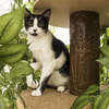 CatHaven - Cat Climbing Tree With Leaves
