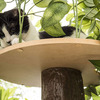 CatHaven - Cat Climbing Tree With Leaves