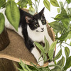 CatHaven - Cat Climbing Tree With Leaves