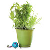 Catnip / Cat Grass Garden