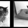 Cats in Style - Designer Cat Products