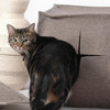 Cats in Style - Designer Cat Products
