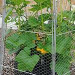 Chicken Wire Super Dome - Extra-Large Plant Protection Cage