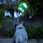 Chuckit! Kick Fetch Max Glow - Large Glow-in-the-Dark Dog Fetch Ball