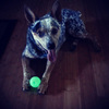 ChuckIt! Max Glow Ball Dog Toy