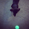 ChuckIt! Max Glow Ball Dog Toy