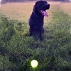 ChuckIt! Max Glow Ball Dog Toy