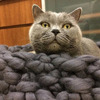 Chunky Knit Cat Bed