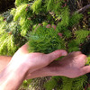 Clear Creek Distillery Douglas Fir Eau De Vie