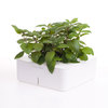 Click & Grow Smartpot