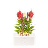 Click & Grow Smartpot