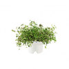 Click & Grow Smartpot