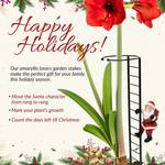 Climbing Holiday Character Amaryllis Support Stake Ladders