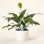 Color-Changing Plant Moisture Indicator Leaves