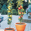 Columnar Apple Trees - Grow Vertically Without Branching Out