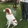 Cool Down Doggie Misting Leash