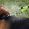 Cool Down Doggie Misting Leash
