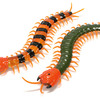 Creepy-Crawly Remote Control Centipede