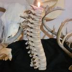 Creepy Spinal Column Candleholder