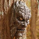 Creepy Tree Face and Branch Arms Set