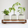Culinary Salsa Growing Kit