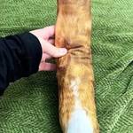 Custom Ugly Pet Pillows