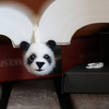 Cute Needle Felted Animal Head Bookmarks