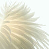 Daedalus - Feather Winged Table Lamp