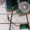 Dandelight - Made From Real Dandelion Seeds